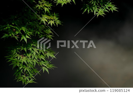 霧和綠色的秋葉 119085124
