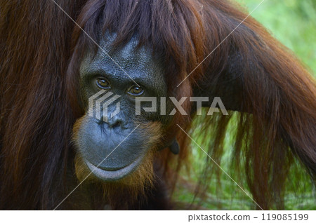 猩猩 119085199