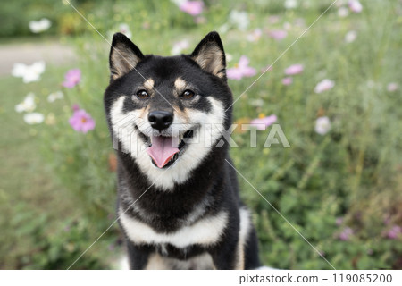 豆芝雪莉酒與宇宙微笑 119085200