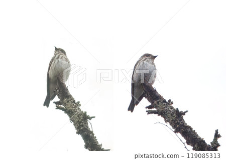 A Siberian flycatcher perched on a tree branch on a white background A Siberian flycatcher perched on a tree branch on a white background 119085313