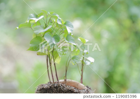 Sweet potato leaves Sweet potato leaves 119085396