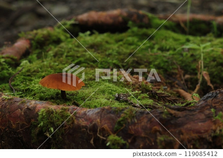 苔蘚森林，豐富的自然，雨季，蘑菇 119085412