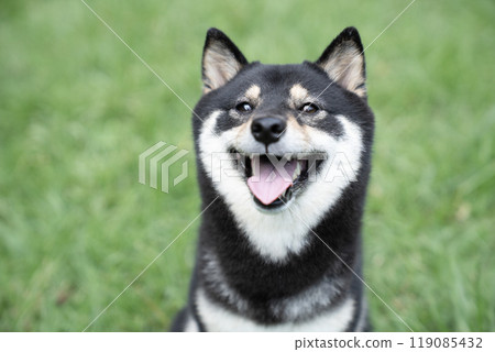 A smiling Shiba Inu with a green background A smiling Shiba Inu with a green background 119085432