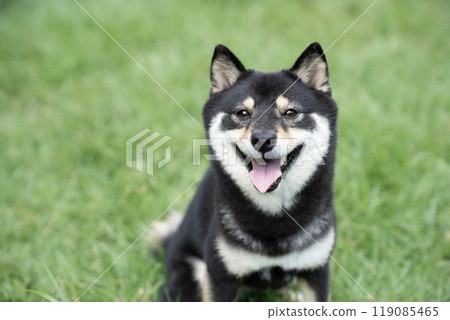 A smiling Shiba Inu with a green background A smiling Shiba Inu with a green background 119085465