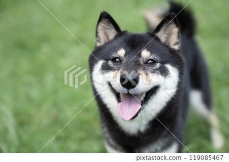 A smiling Shiba Inu with a green background 119085467