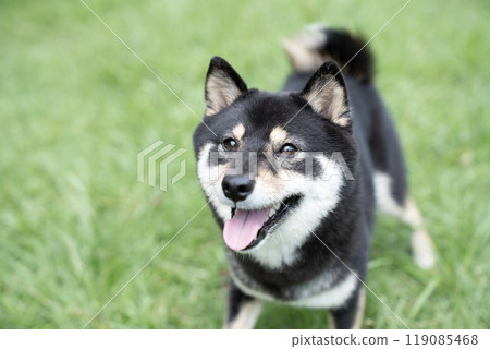 A smiling Shiba Inu with a green background A smiling Shiba Inu with a green background 119085468