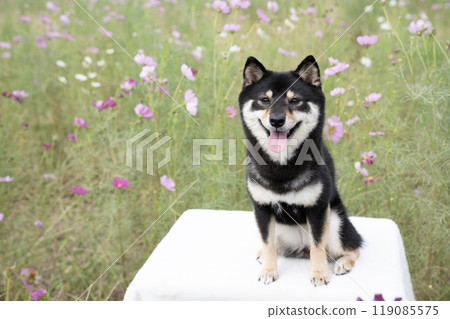 Cosmos field and smiling Shiba Inu dog Sheri Cosmos field and smiling Shiba Inu dog Sheri 119085575