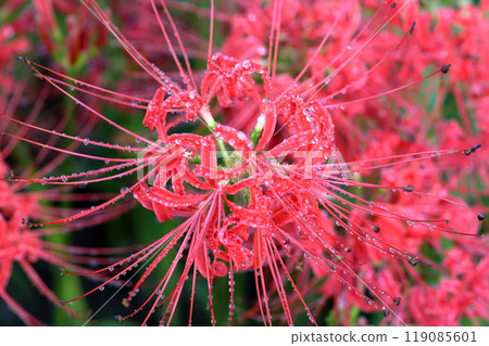 Flowers that bloom during the equinoctial week (Amaryllidaceae) Flowers that bloom during the equinoctial week (Amaryllidaceae) 119085601