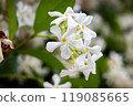 Multiple Trachelospermum flowers, white petals with yellow core, Okinawa, spring, close-up 119085665