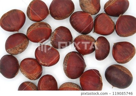 Chestnut  119085746