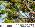 Fruit of the Byotakonoki tree, Okinawa 119085873