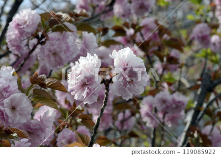 Double cherry blossoms Double cherry blossoms 119085922
