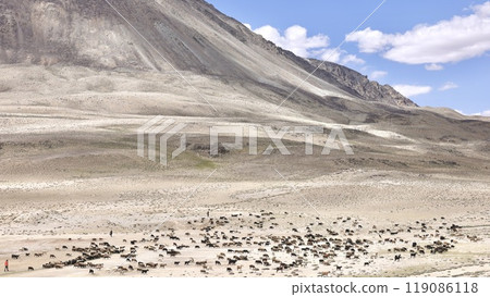 Goat grazing in the Pamir Plateau 119086118