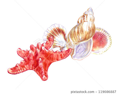 Seashell composition of Starfish, Rosy Wolf snail and two Calico Scallop in watercolor. Marine gastropod mollusks, large sea snails with yellow, red, brown spots and stripes. Scallop bivalve marine 119086887