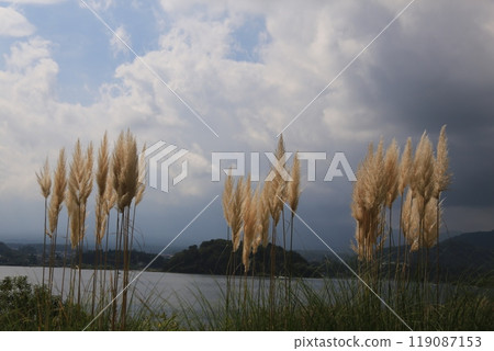 潘帕斯草盛開 潘帕斯草盛開 119087153