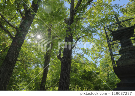 Matsuchiyama Shoden Shrine and Hokyoin Pagoda (Tangible Cultural Property) Matsuchiyama Shoden Shrine and Hokyoin Pagoda (Tangible Cultural Property) 119087257