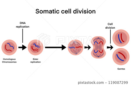 process of somatic cell division, specifically mitosis, the key stages of cell division, beginning with DNA replication in homologous chromosomes, sister chromatid replication, chromatids, separation 119087299