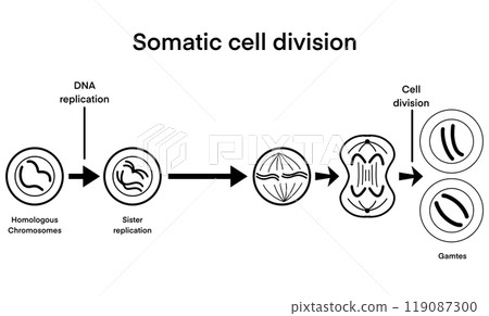 process of somatic cell division, specifically mitosis, the key stages of cell division, beginning with DNA replication in homologous chromosomes, sister chromatid replication, chromatids, separation process of somatic cell division, specifically mitosis, the key stages of cell division, beginning with DNA replication in homologous chromosomes, sister chromatid replication, chromatids, separation 119087300