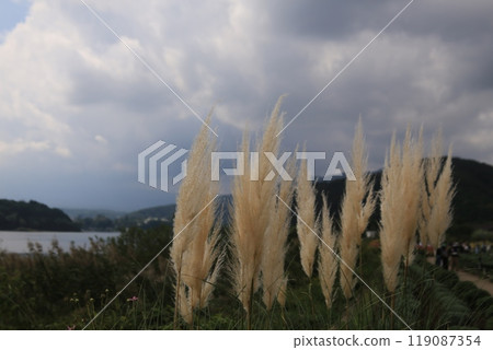 潘帕斯草盛開 潘帕斯草盛開 119087354