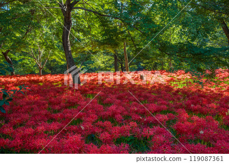埼玉縣日高市金澤田,陽光透過樹林的曼珠莎群 埼玉縣日高市金澤田,陽光透過樹林的曼珠莎群 119087361