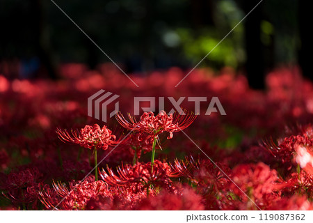 埼玉縣日高市金澤田,陽光透過樹林的曼珠莎群 埼玉縣日高市金澤田,陽光透過樹林的曼珠莎群 119087362