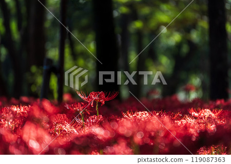 A cluster of red spider lilies in the sunlight filtering through the trees, Kinchakuda, Hidaka City, Saitama Prefecture A cluster of red spider lilies in the sunlight filtering through the trees, Kinchakuda, Hidaka City, Saitama Prefecture 119087363