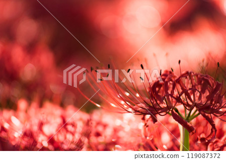 埼玉縣日高市金澤田的曼珠舍剪影 119087372