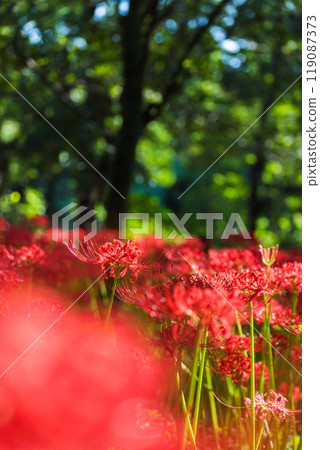 埼玉縣日高市金澤田明亮的森林中的曼珠莎花 119087373