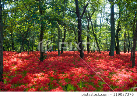 埼玉縣日高市金澤田，陽光透過樹林的曼珠莎群 119087376