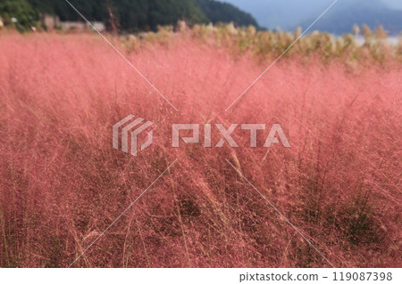 地膚花盛開 地膚花盛開 119087398