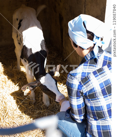 Woman care feeds two week old calf from bottle with dummy Woman care feeds two week old calf from bottle with dummy 119087840