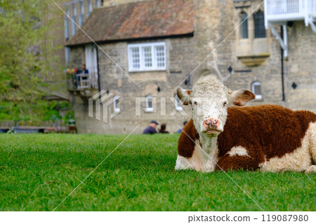 A grazing cow resting by the River Cam in central Cambridge, England,  United Kingdom 119087980