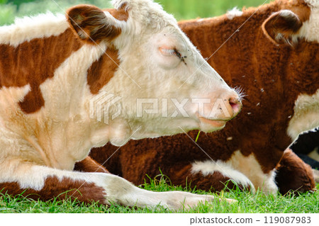 animal, cattle, cow 119087983