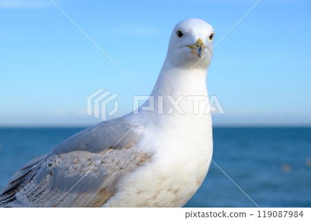 Close up of a seagull against the sea and sky in Brighton, UK Close up of a seagull against the sea and sky in Brighton, UK 119087984