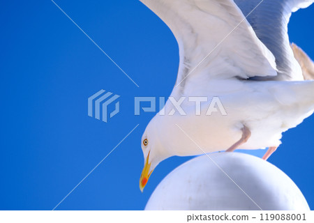 Close up of a seagull standing on a street lamp against the blue sky in Brighton, UK 119088001