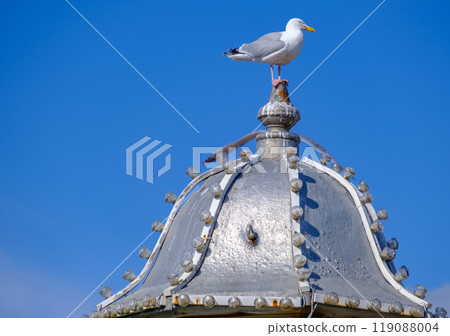 A sea gull stands on a dome on Palace Pier in Brighton, UK 119088004