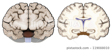 Brain anatomy. Frontal view and cross section of a human brain. Brain anatomy. Frontal view and cross section of a human brain. 119088010