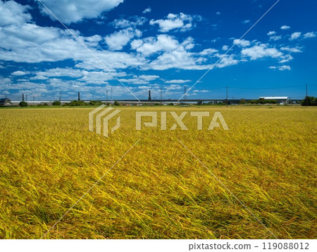 Fruit rice Fruit rice 119088012