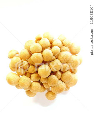 Bunashimeji mushroom 119088104