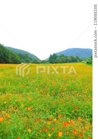 Cosmos in full bloom, Autumn cherry blossoms, Cosmosberg, Omoshiroyama Plateau 119088108