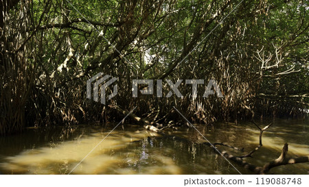 Beautiful tropical trees in swampy river. Action. Sun's rays make their way through branching jungle of tropical river. Tropical swampy area with jungle and branching roots 119088748