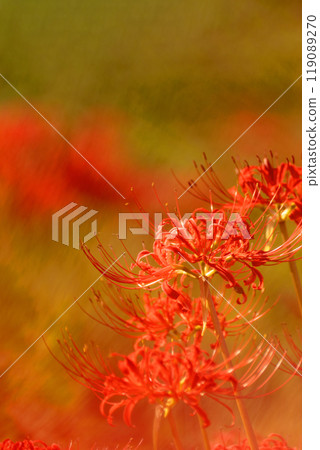 明亮的散景和盛開的孤挺花 明亮的散景和盛開的孤挺花 119089270