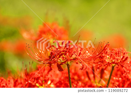 Vivid bokeh and red spider lilies in full bloom Vivid bokeh and red spider lilies in full bloom 119089272