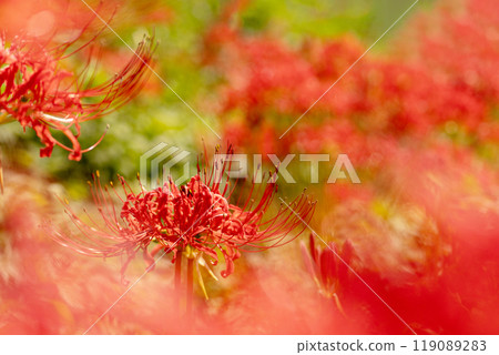 明亮的散景和盛開的孤挺花 明亮的散景和盛開的孤挺花 119089283