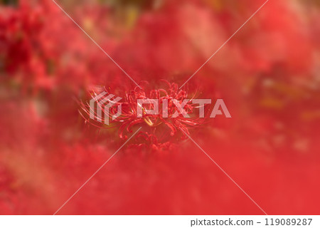 Vivid bokeh and red spider lilies in full bloom 119089287