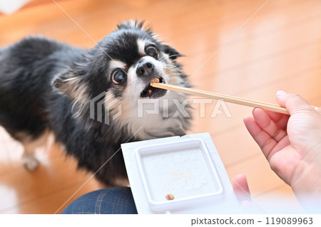 Chihuahua eating natto with gusto 119089963