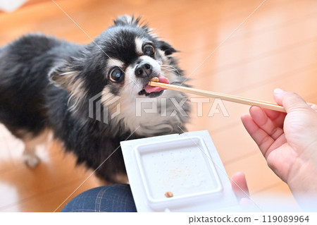 Chihuahua eating natto with gusto 119089964