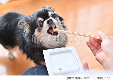 Chihuahua eating natto with gusto Chihuahua eating natto with gusto 119089965