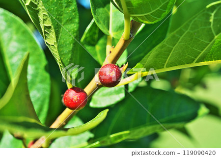 漿果（秋季，十月） 119090420