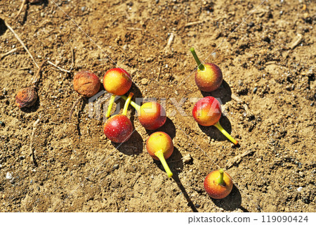 落下的枇杷果（秋、十月） 119090424